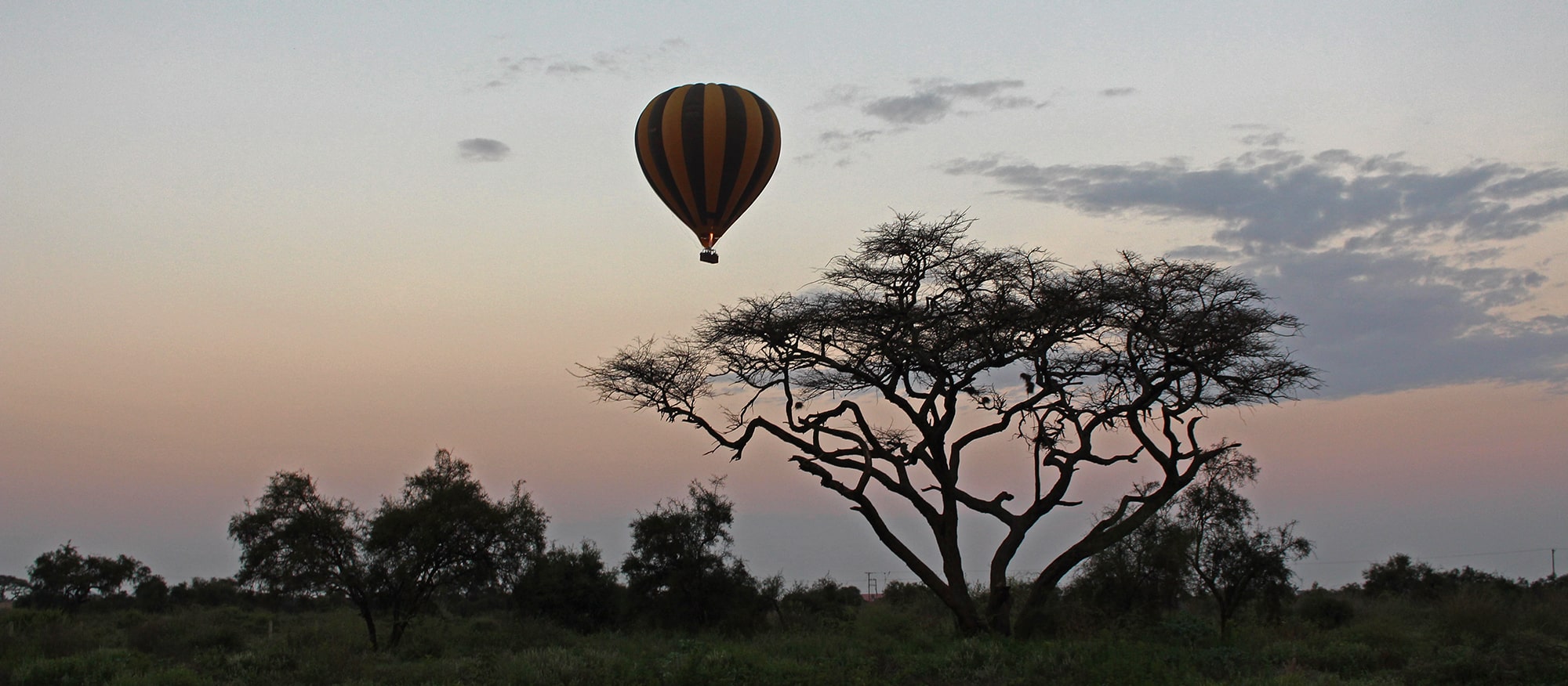 Image of a Kilimanjaro Balloon Safaris hot air balloon in the pre-dawn sky behind an acacia
