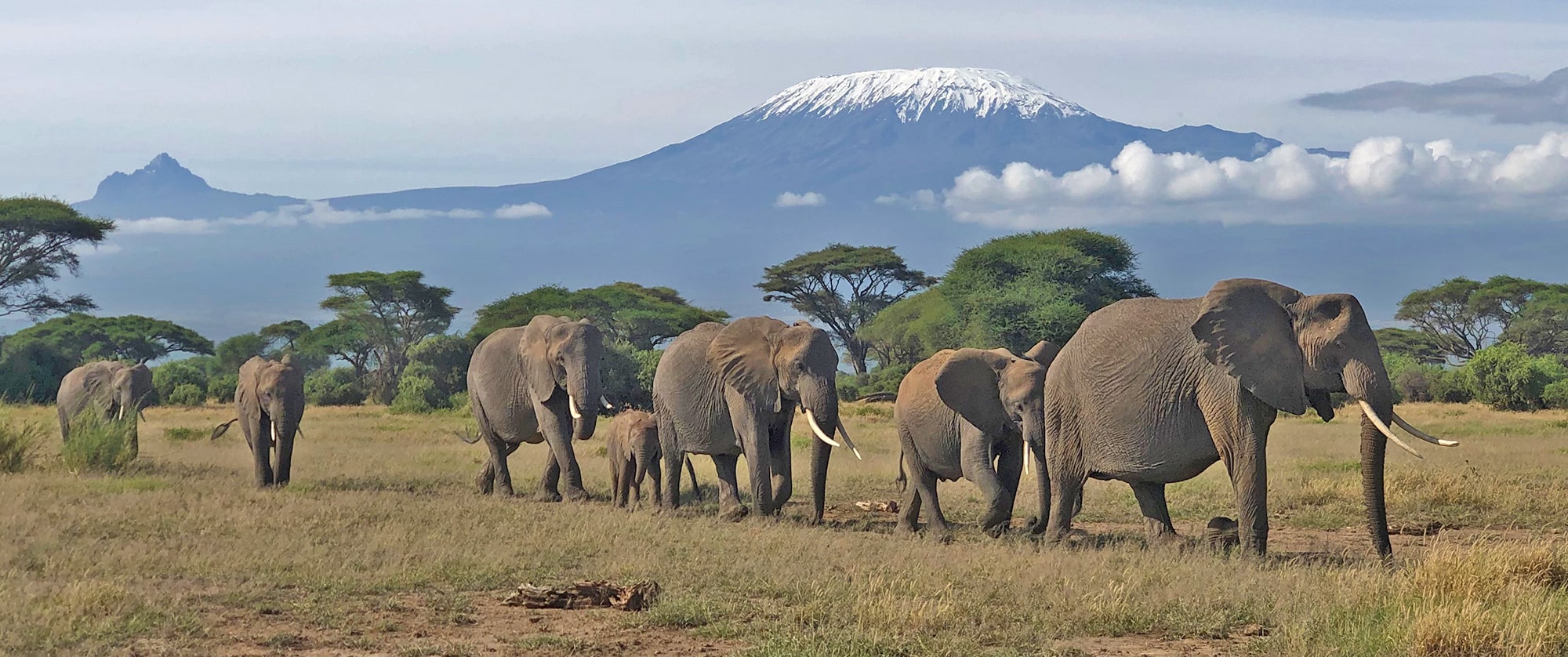 Image of a herd of elephants walking in line in front of the backdrop of Mount Kilimanjaro